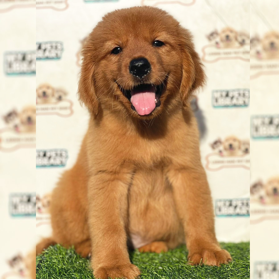 Golden Retriever Puppy (Female) For Sale