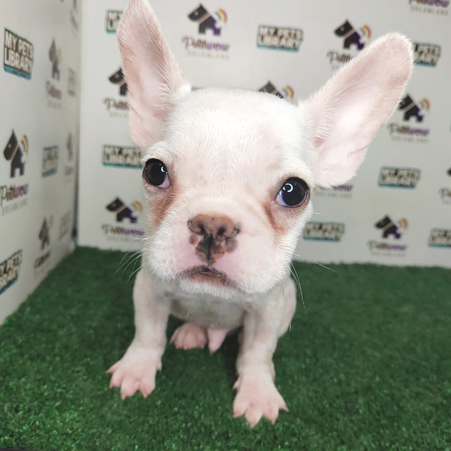 French Bulldog Puppy (Male) For Sale