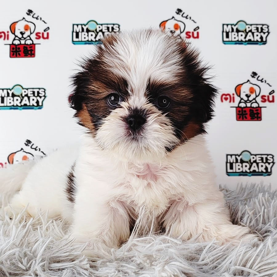 Shih Tzu Puppy (Female) For Sale