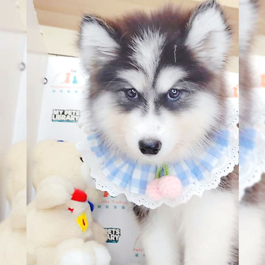 Wooly Husky Puppy (Male) For Sale