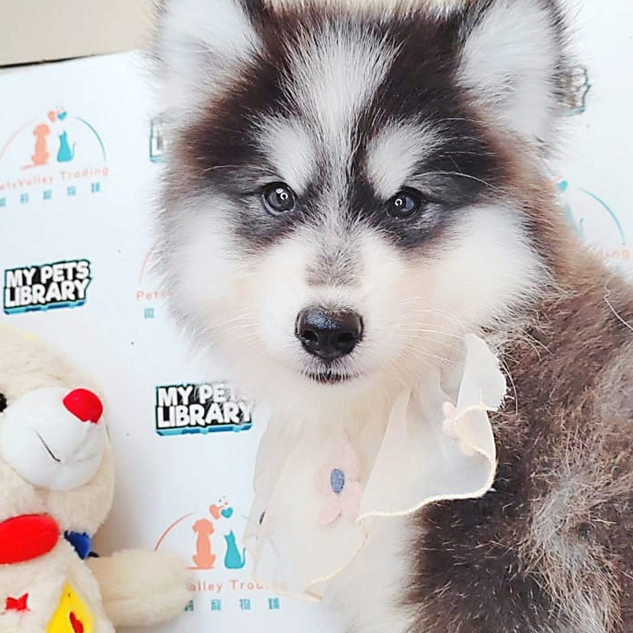 Wooly Husky Puppy (Male) For Sale