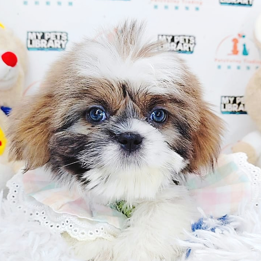 Shih Tzu Puppy (Male) For Sale