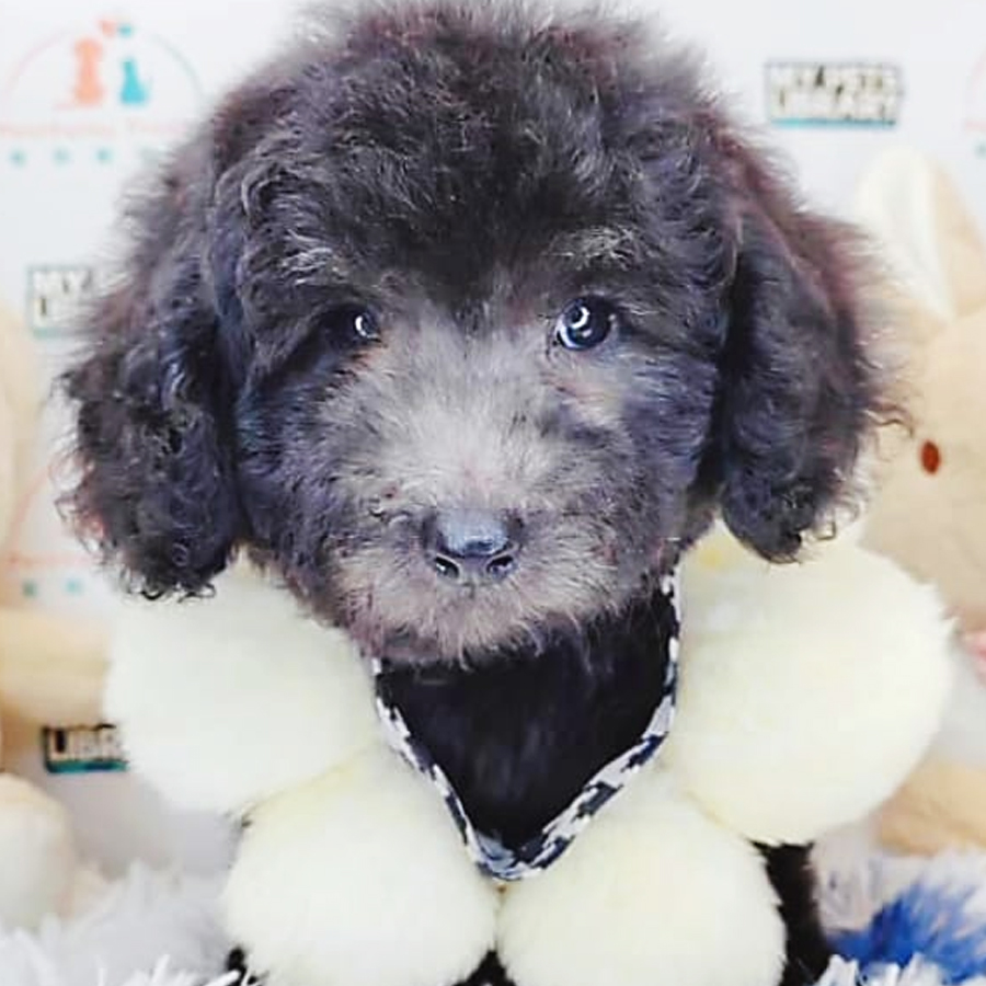Toy Poodle Puppy (Male) For Sale
