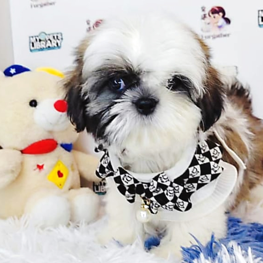 Shih Tzu Puppy (Female) For Sale
