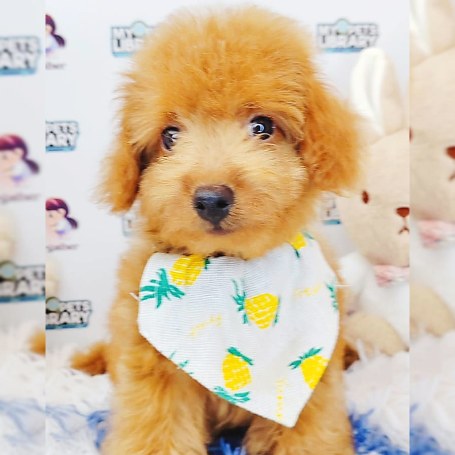 Toy Poodle Puppy (Male) For Sale