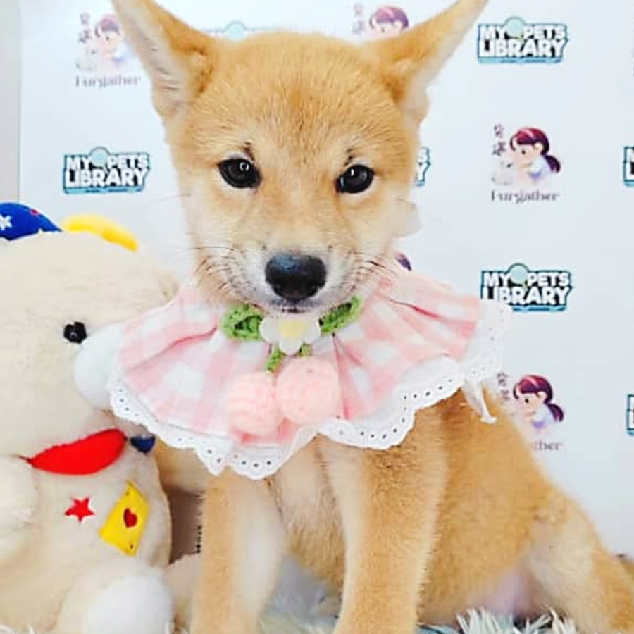 Shiba Inu Puppy (Female) For Sale