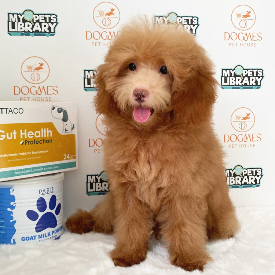 Miniature Poodle Puppy (Male) For Sale