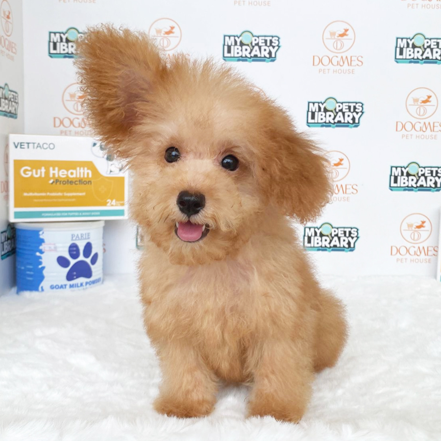 Toy Poodle Puppy (Male) For Sale