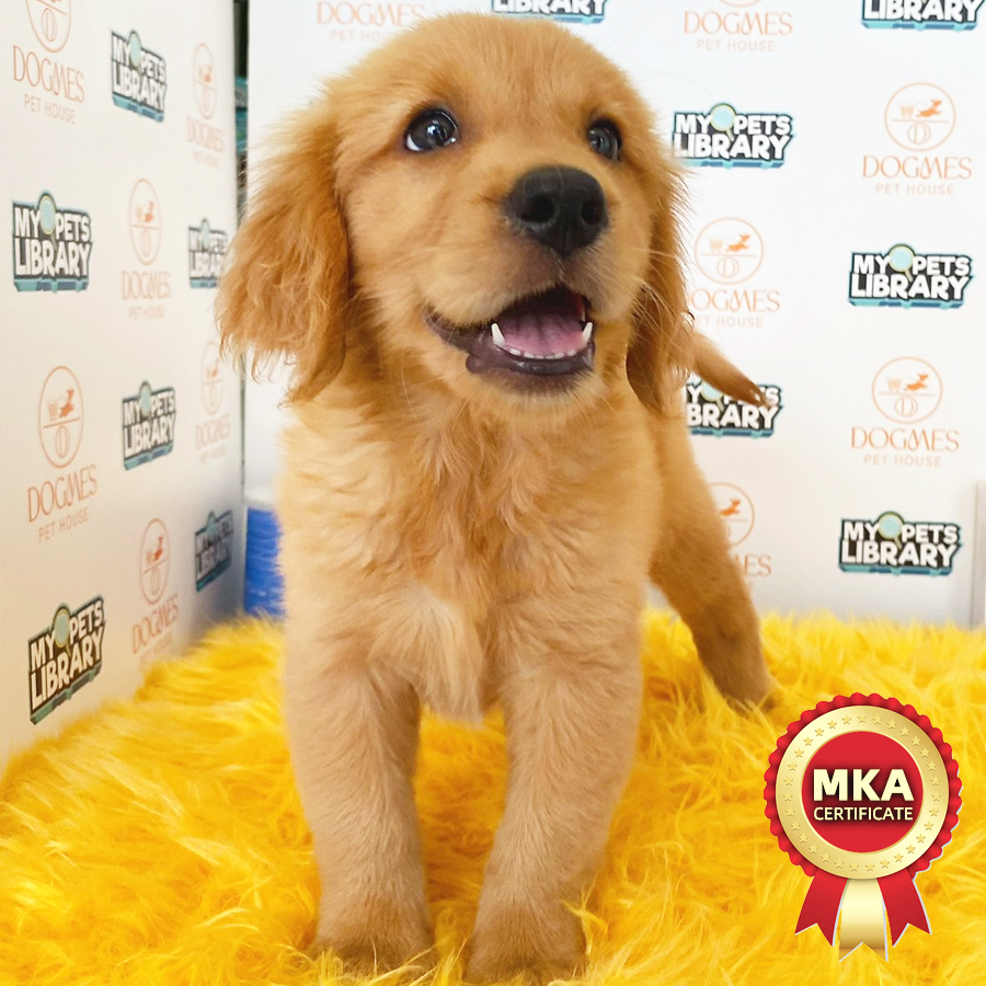 MKA Golden Retriever Puppy (Female) For Sale