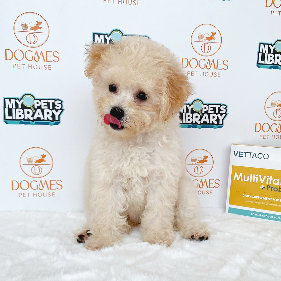 Toy Poodle Puppy (Female) For Sale