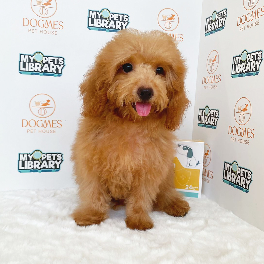Miniature Poodle Puppy (Male) For Sale