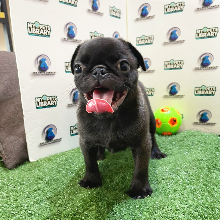 Pug Puppy (Male) For Sale