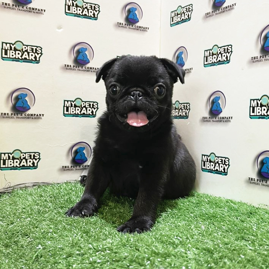 Pug Puppy (Female) For Sale
