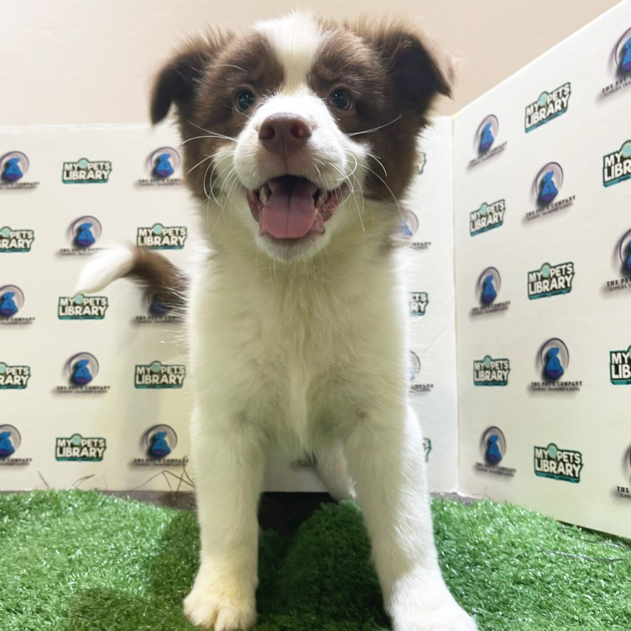 Border Collie Puppy (Male) For Sale
