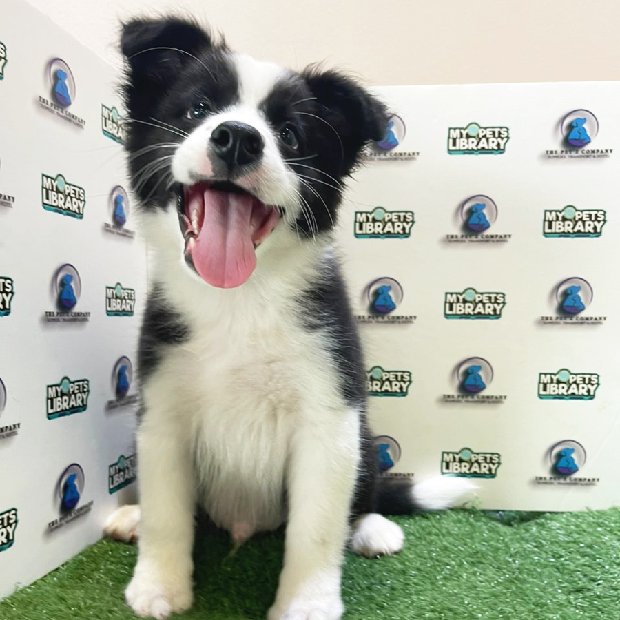 Border Collie Puppy (Male) For Sale