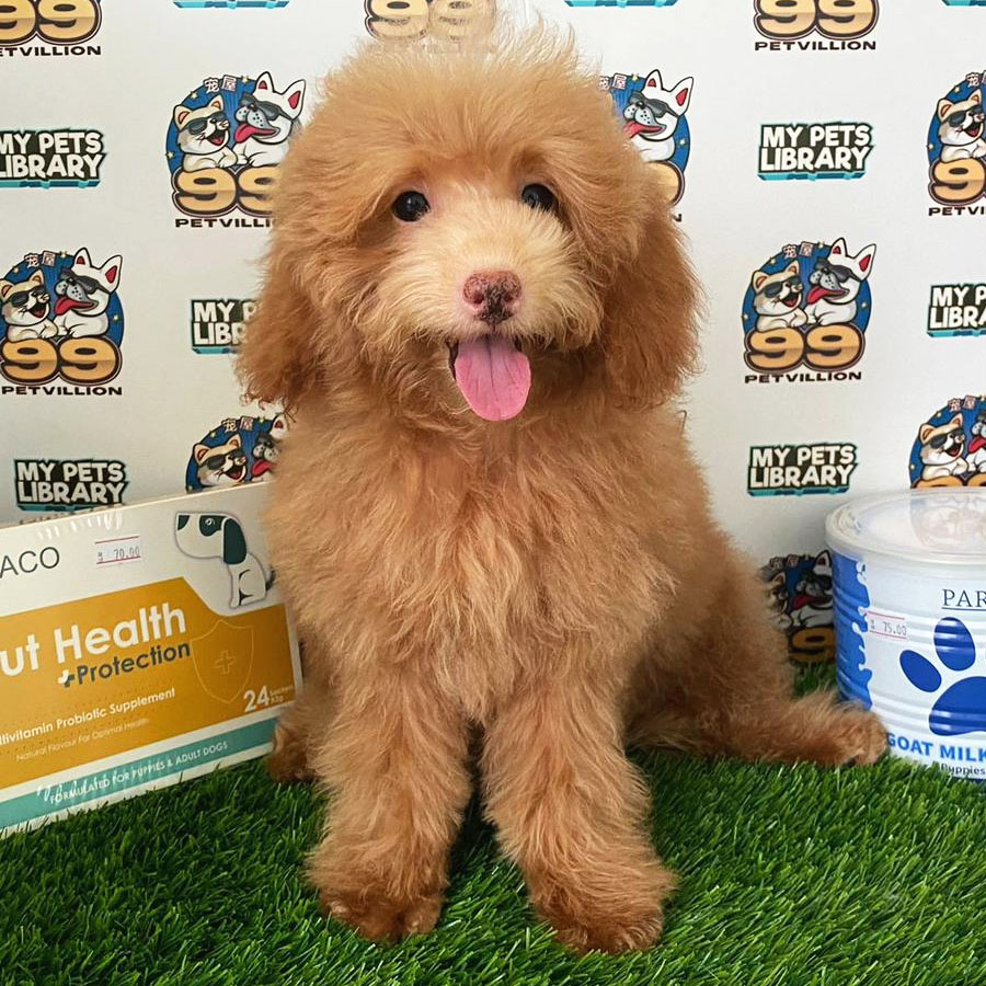 Mianiature Poodle Puppy (Male) For Sale