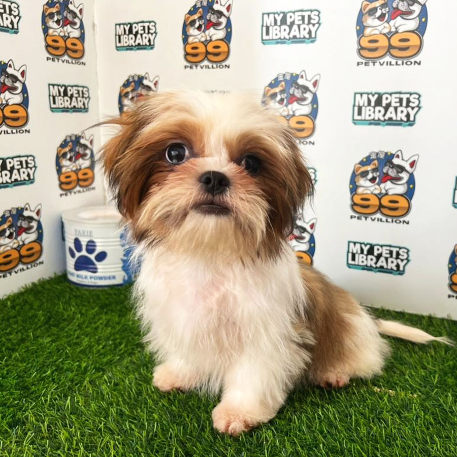Shih Tzu Puppy (Male) For Sale