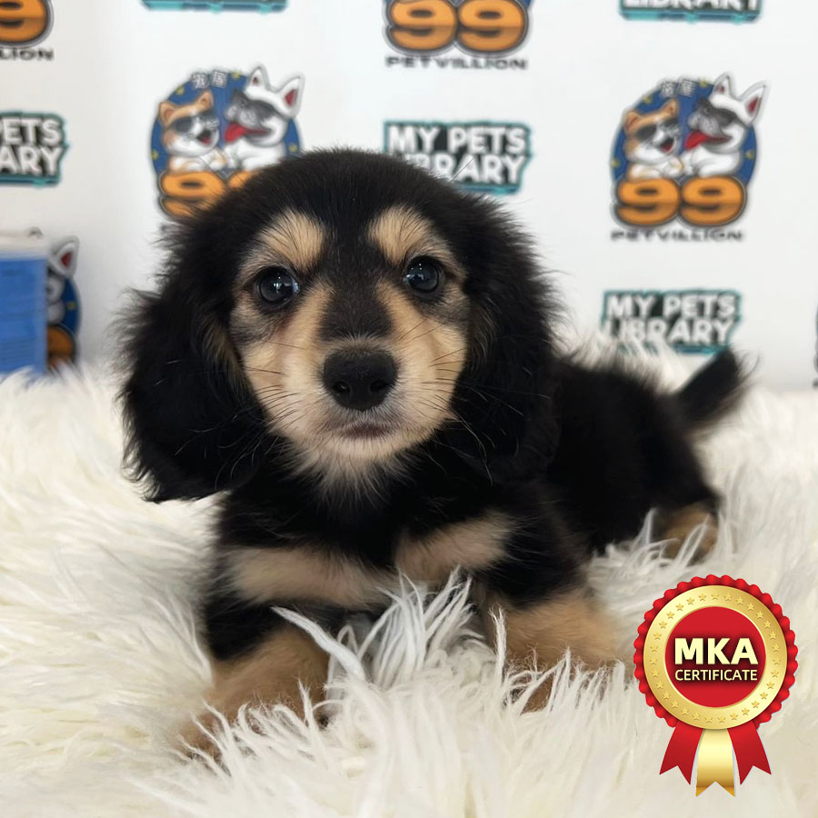 MKA Longcoat Miniature Dachshund Puppy (Male) For Sale
