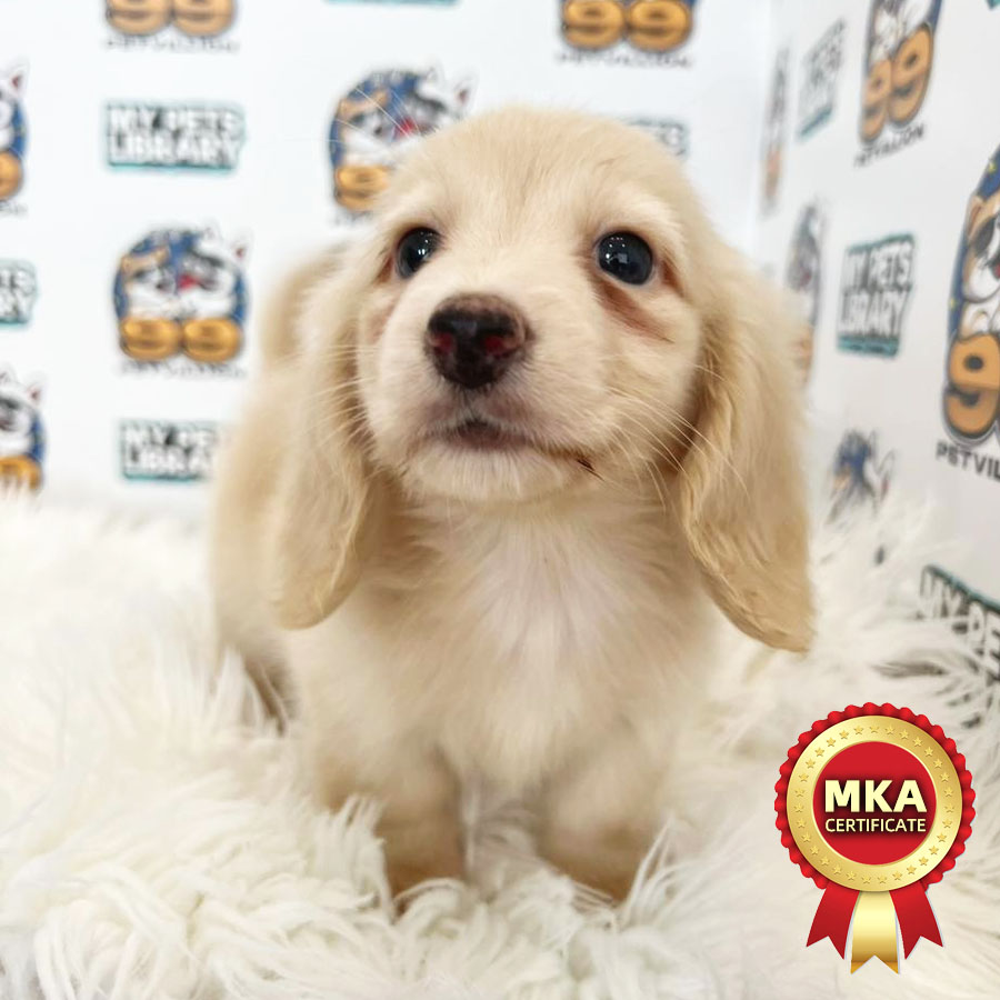 MKA Longcoat Miniature Dachshund Puppy (Male) For Sale