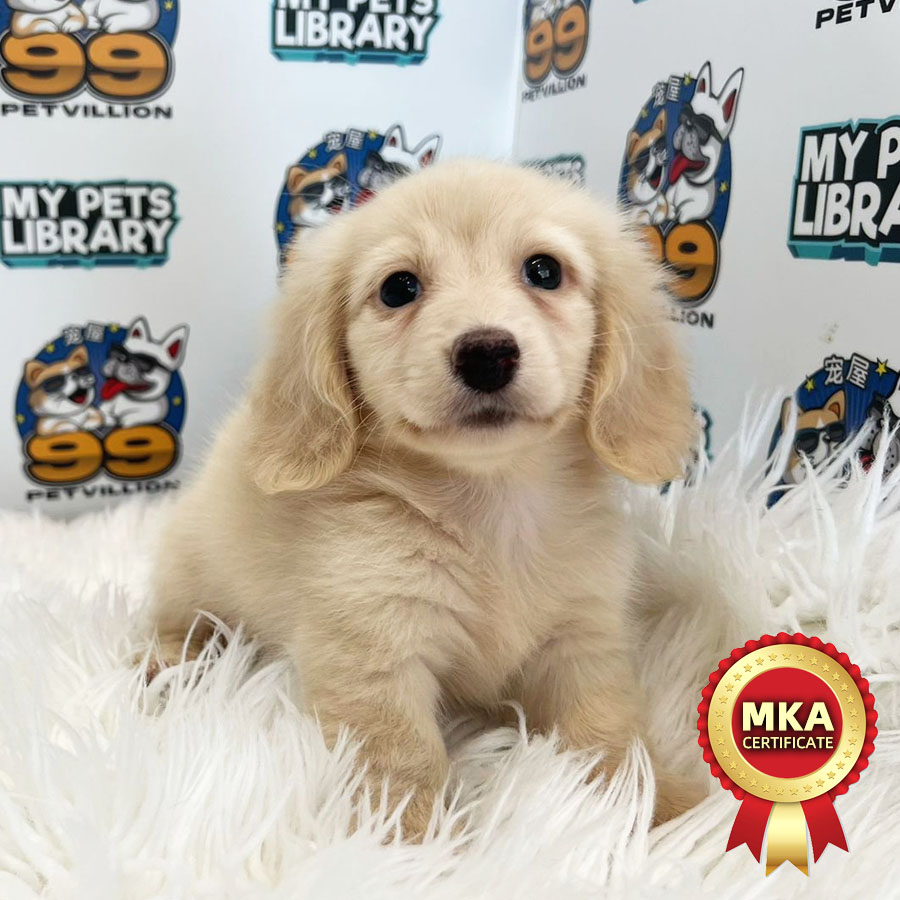 MKA Longcoat Miniature Dachshund Puppy (Female) For Sale
