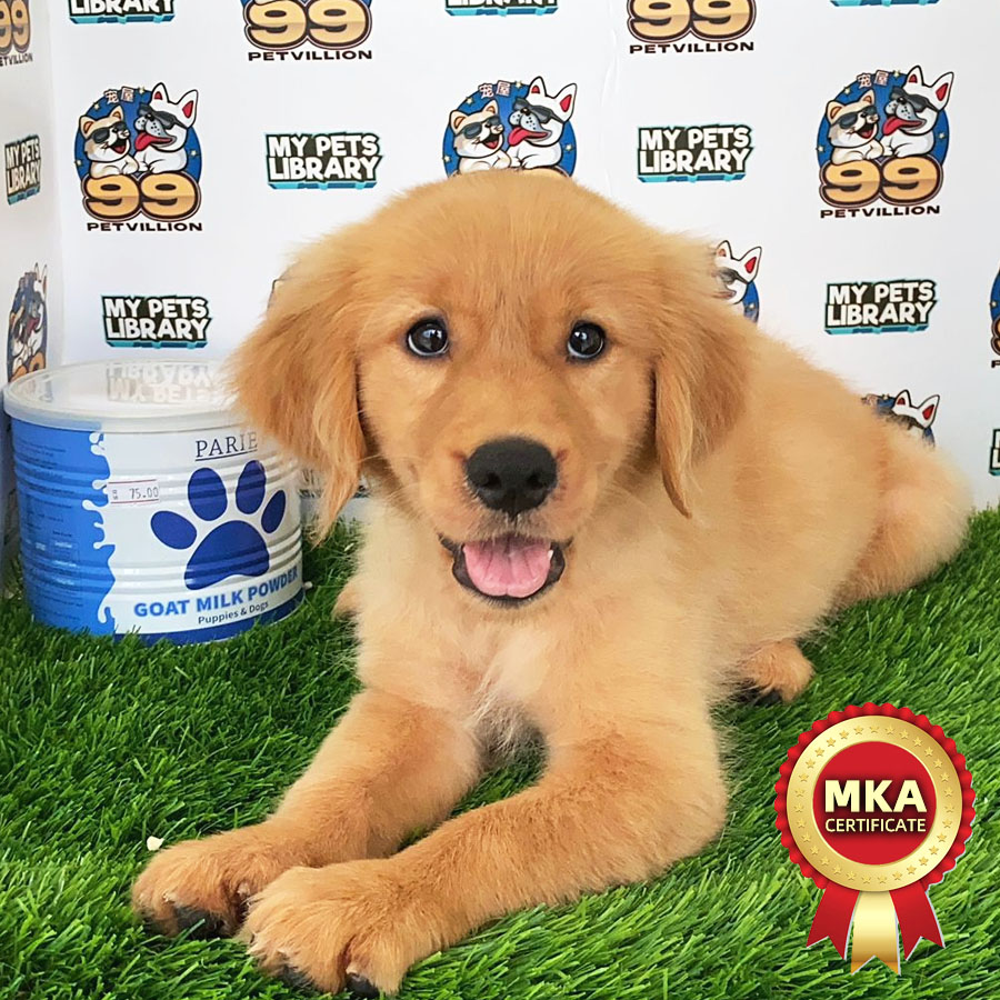 MKA Golden Retriever Puppy (Female) For Sale