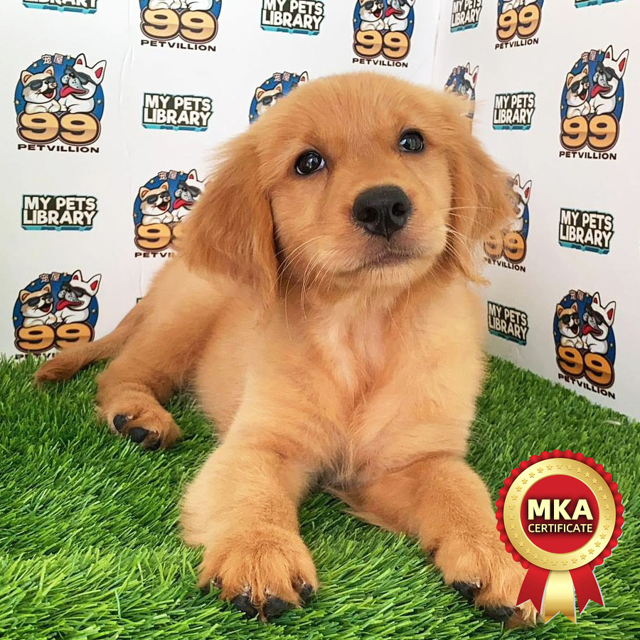 MKA Golden Retriever Puppy (Female) For Sale