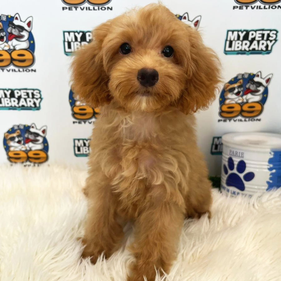 Toy Poodle Puppy (Male) For Sale