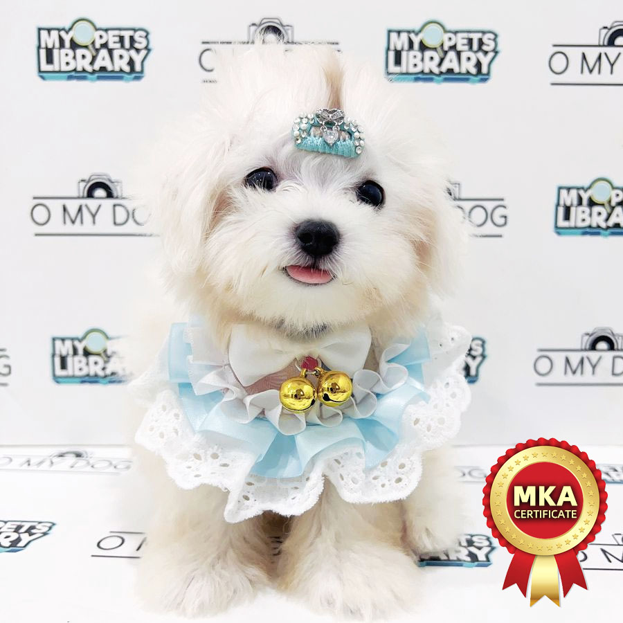 MKA Teacup Maltese Puppy (Male) For Sale