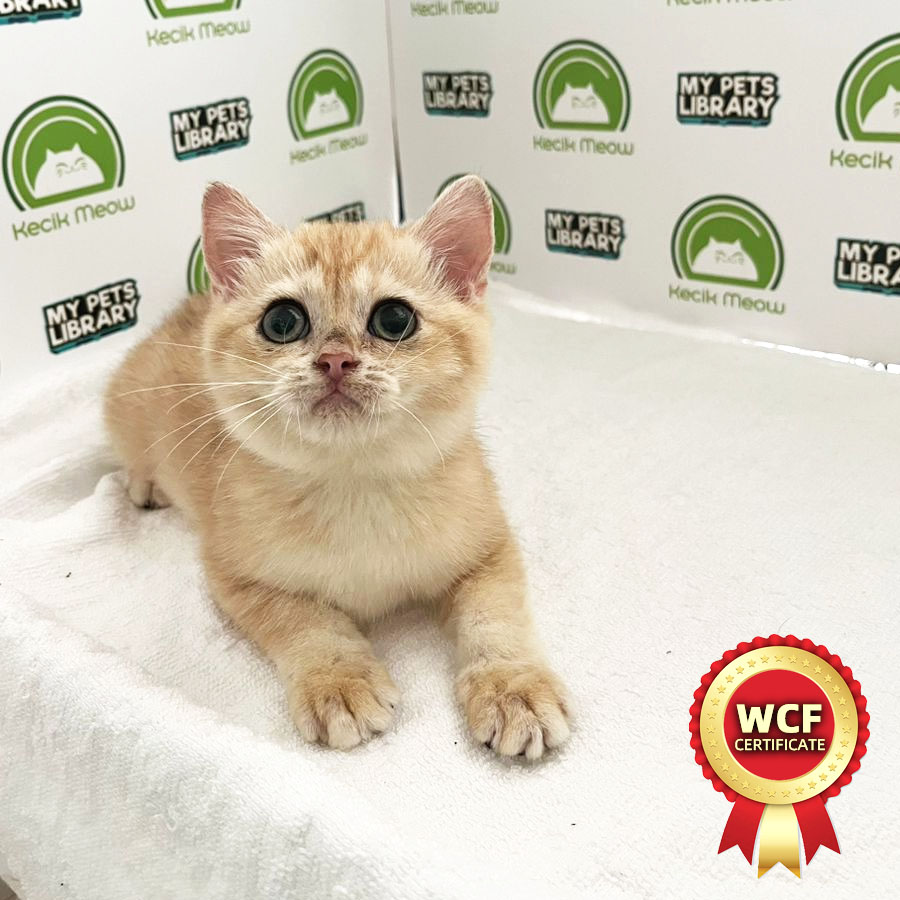 WCF British Shorthair Kitten (Male) For Sale