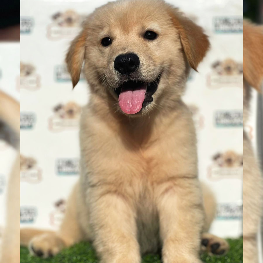 Golden Retriever Puppy (Male) For Sale