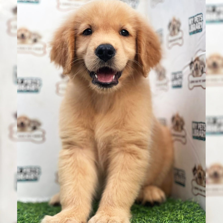 Golden Retriever Puppy (Male) For Sale