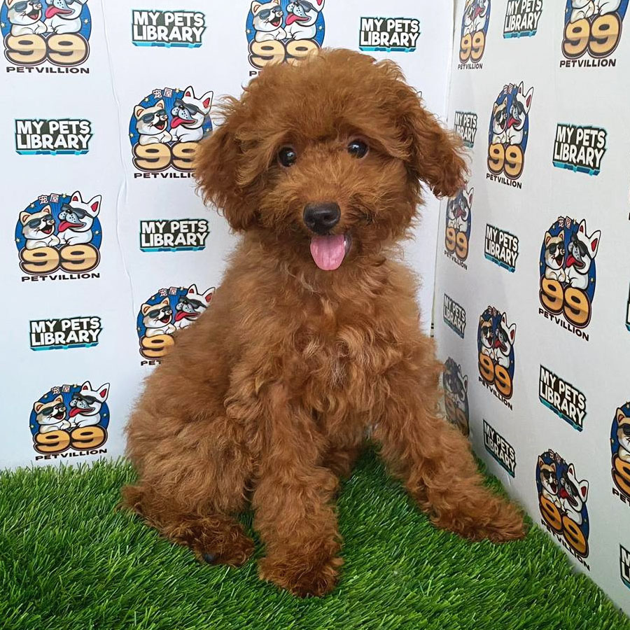 Miniature Poodle Puppy (Female) For Sale