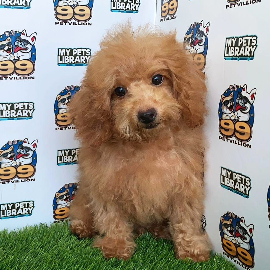 Toy Poodle Puppy (Male) For Sale