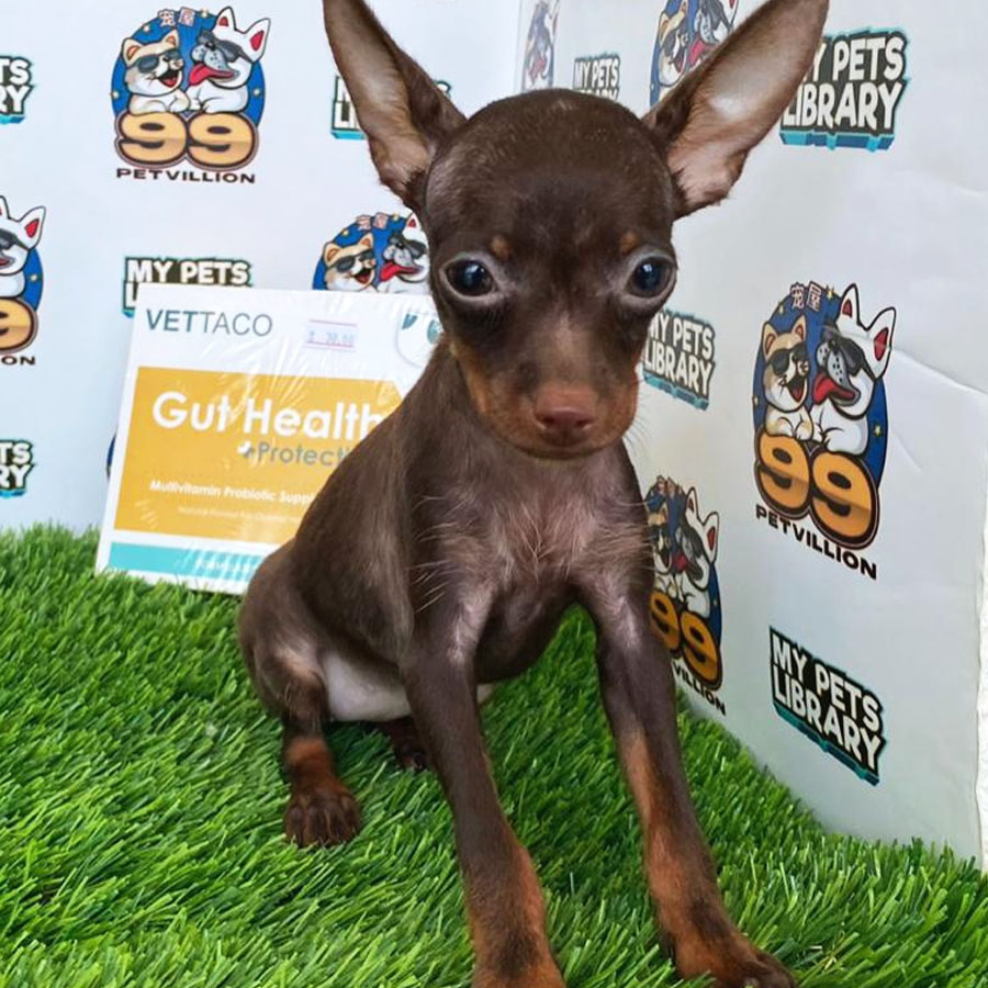Pinscher Puppy (Female) For Sale