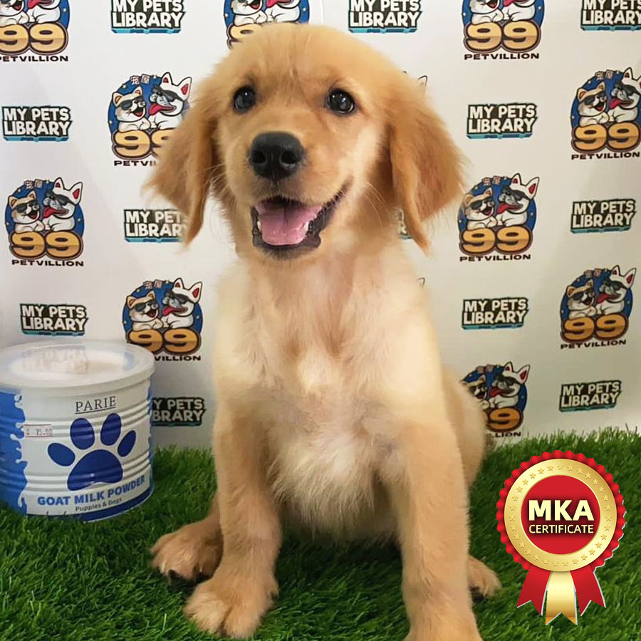 MKA Golden Retriever Puppy (Female) For Sale