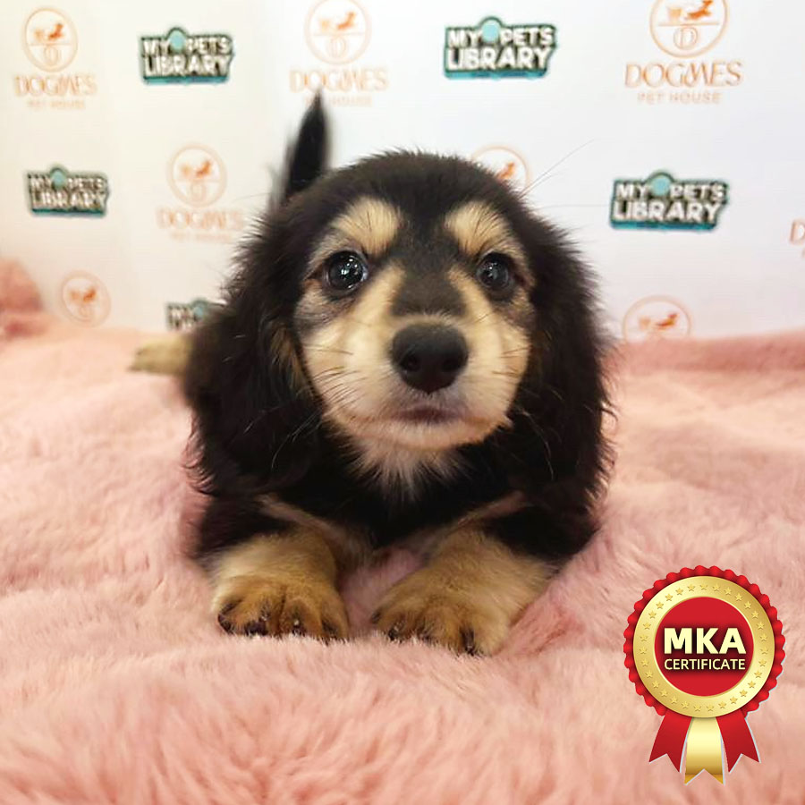 MKA Longcoat Miniature Dachshund Puppy (Male) For Sale