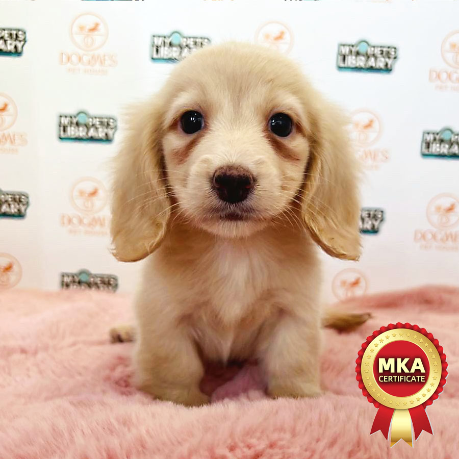 MKA Longcoat Miniature Dachshund Puppy (Male) For Sale