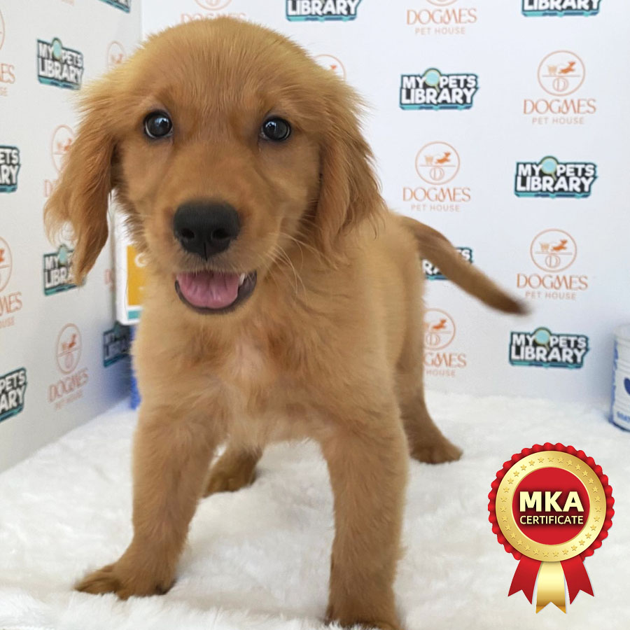 MKA Golden Retriever Puppy (Female) For Sale
