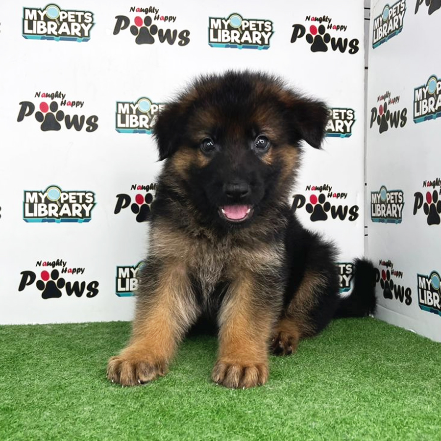 German Shepherd Puppy (Male) For Sale