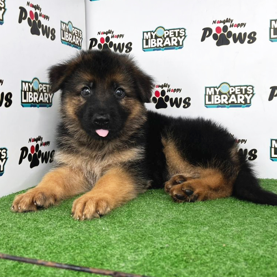 German Shepherd Puppy (Male) For Sale