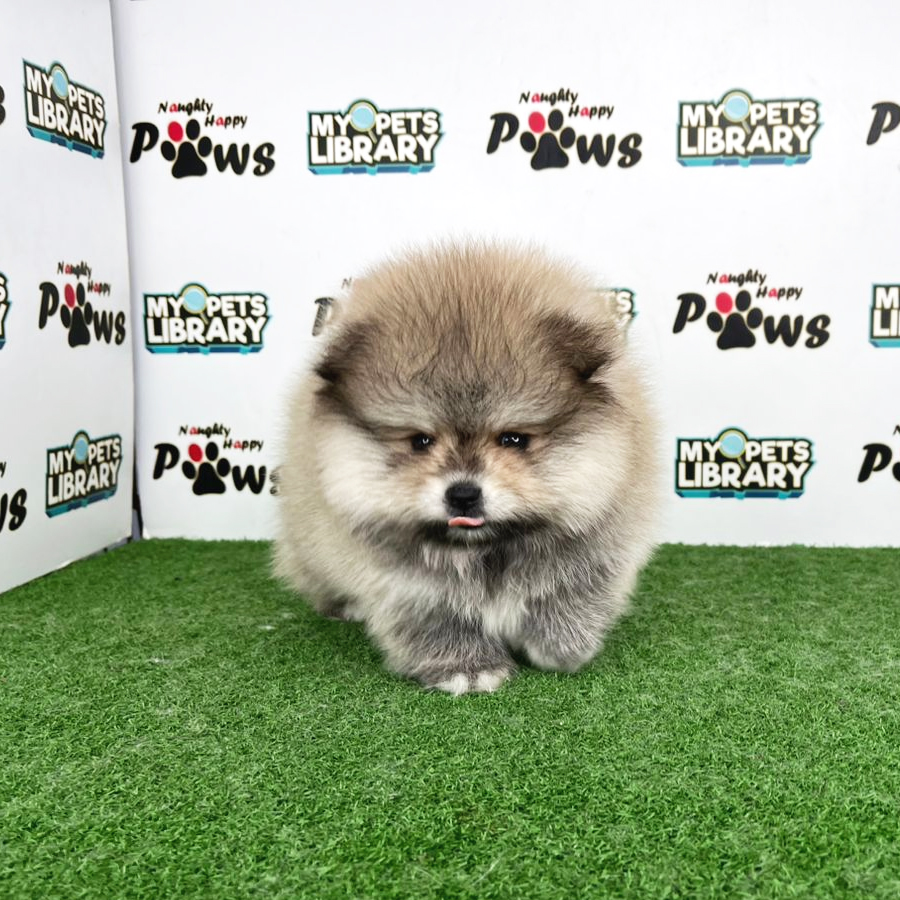 Pomeranian Puppy (Female) For Sale