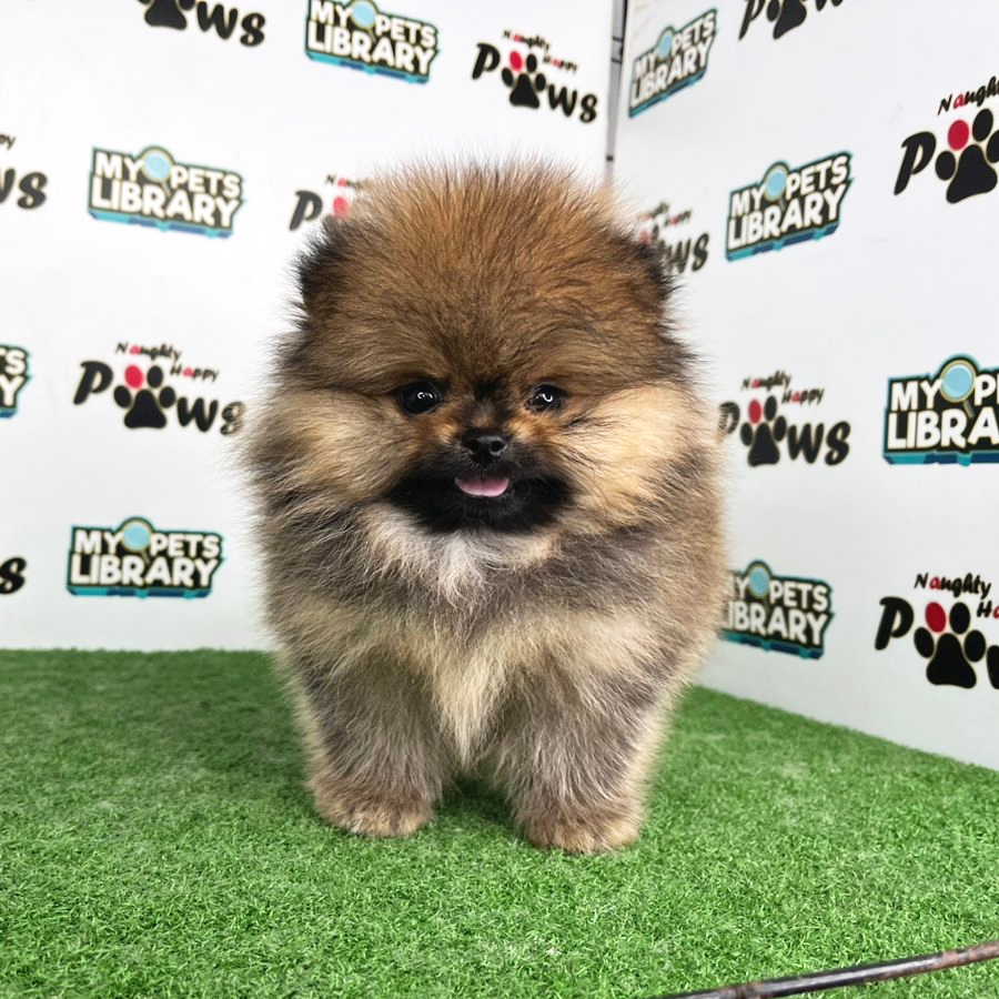 Pomeranian Puppy (Male) For Sale