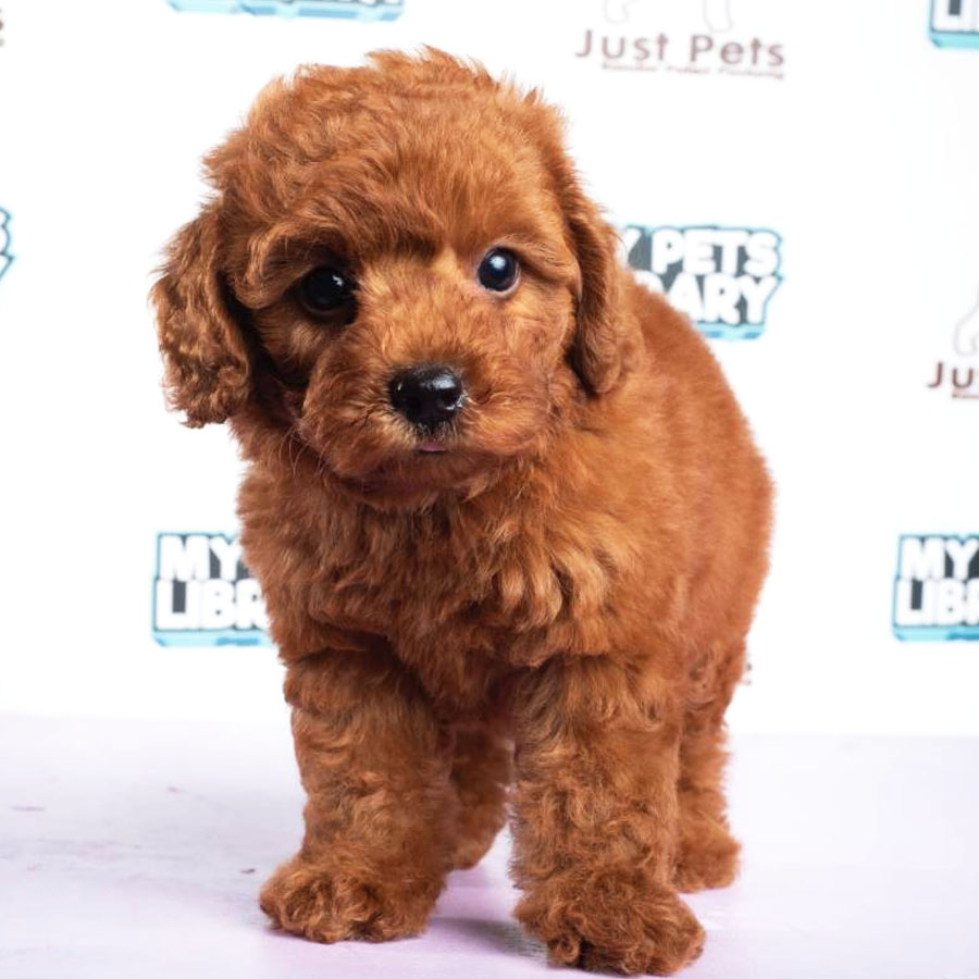 Toy Poodle Puppy (Female) For Sale