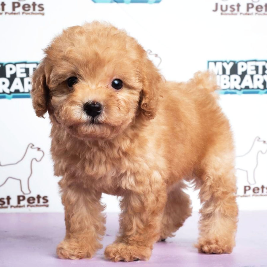 Toy Poodle Puppy (Female) For Sale