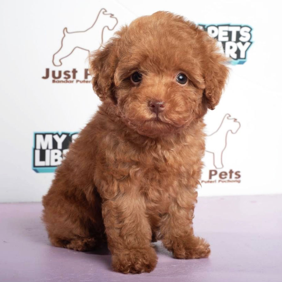 Toy Poodle Puppy (Female) For Sale