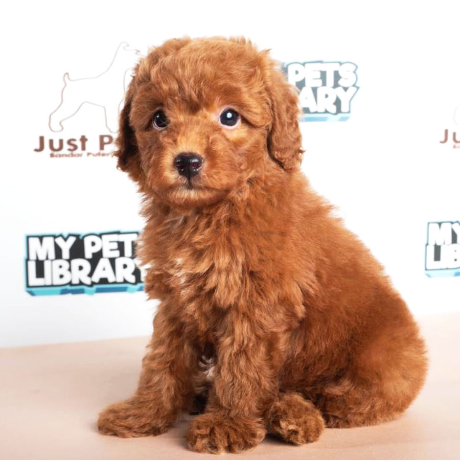 Toy Poodle Puppy (Male) For Sale