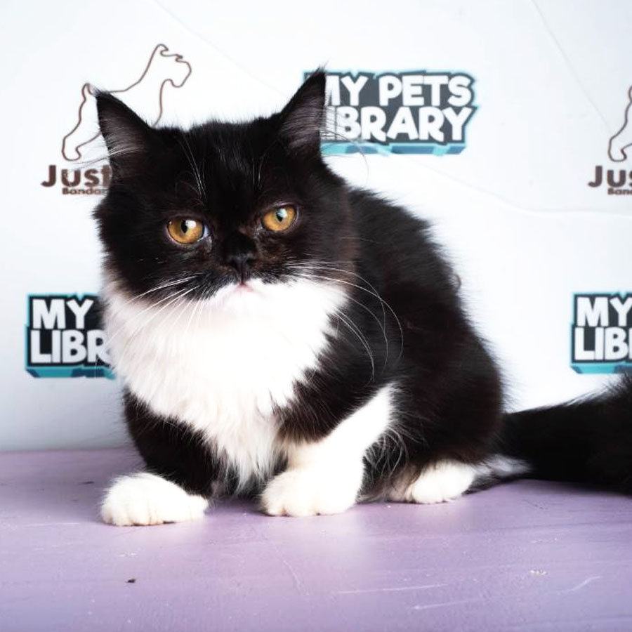 Munchkin Exotic Longhair Kitten (Female) For Sale