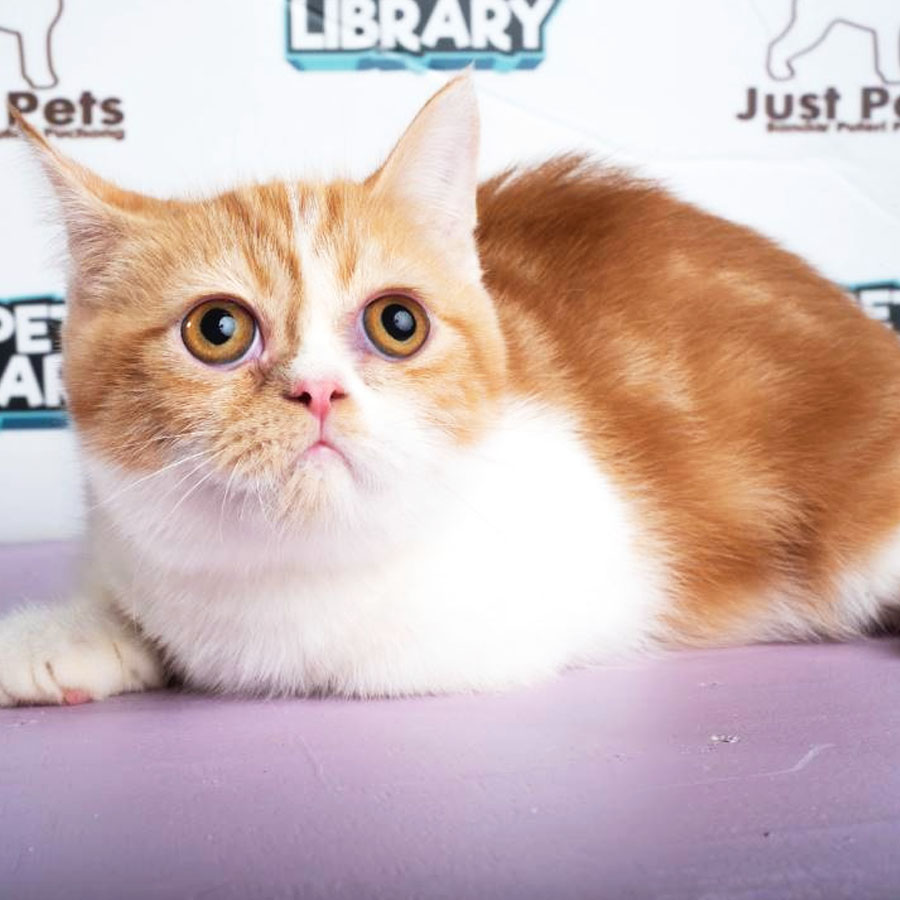 Munchkin Exotic Shorthair Kitten (Male) For Sale