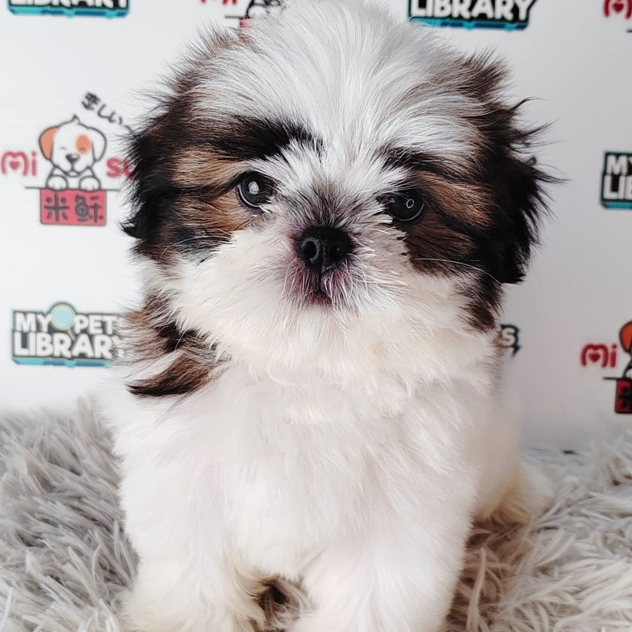Shih Tzu Puppy (Female) For Sale