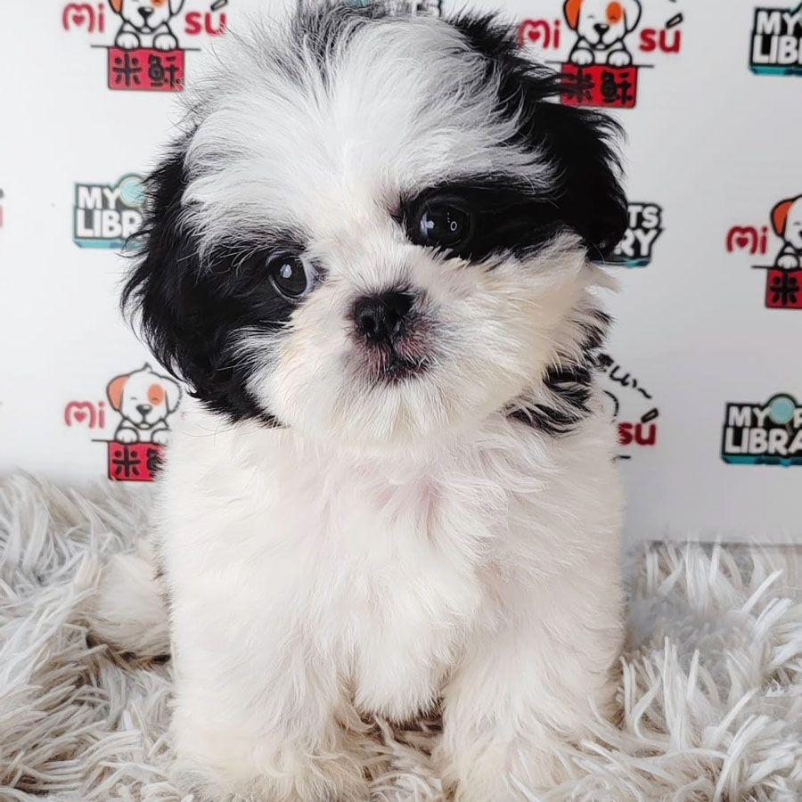 Shih Tzu Puppy (Female) For Sale